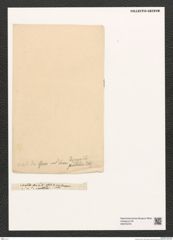 Diatomeae indet. Zeichnungen Sammlung Grunow (NHMW-BOT-W0375379)